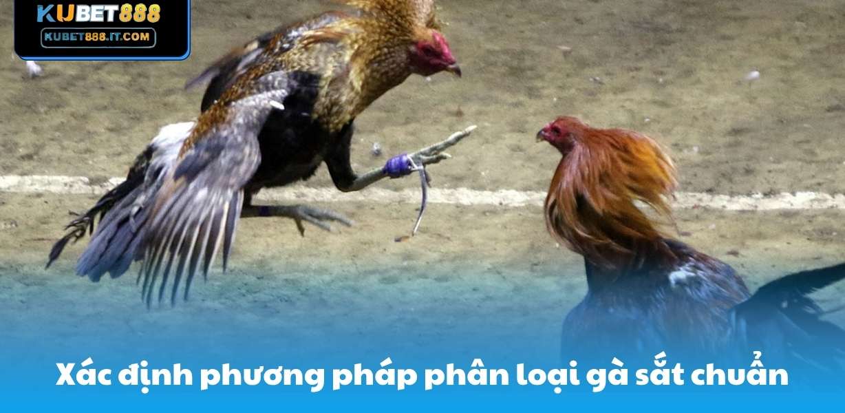 Xác định phương pháp phân loại gà sắt chuẩn