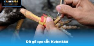 Kubet888