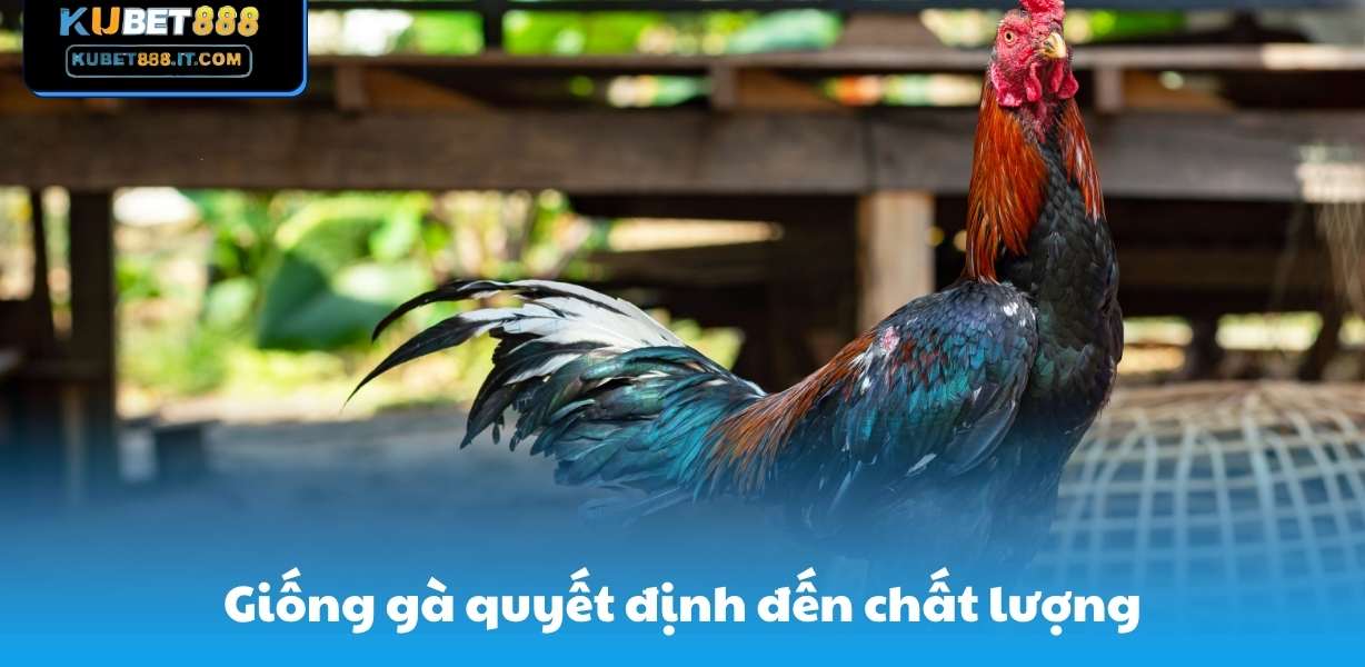 Giống gà quyết định đến chất lượng