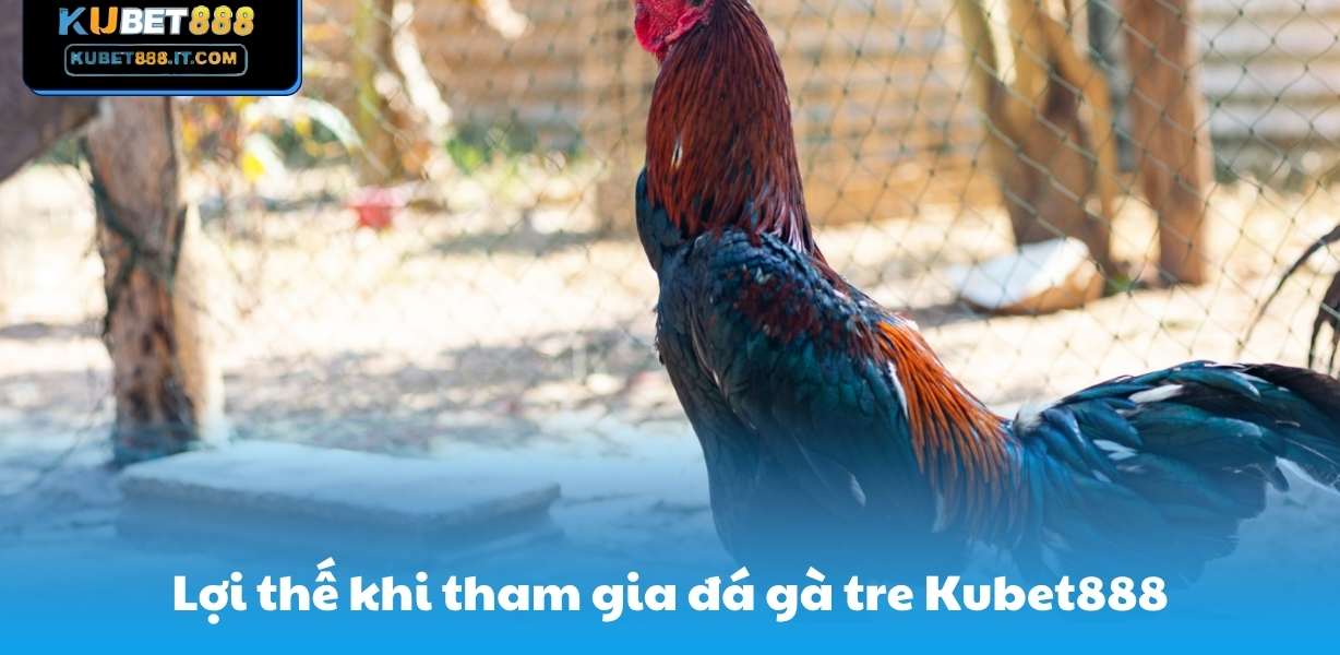 Lợi thế khi tham gia đá gà tre Kubet888