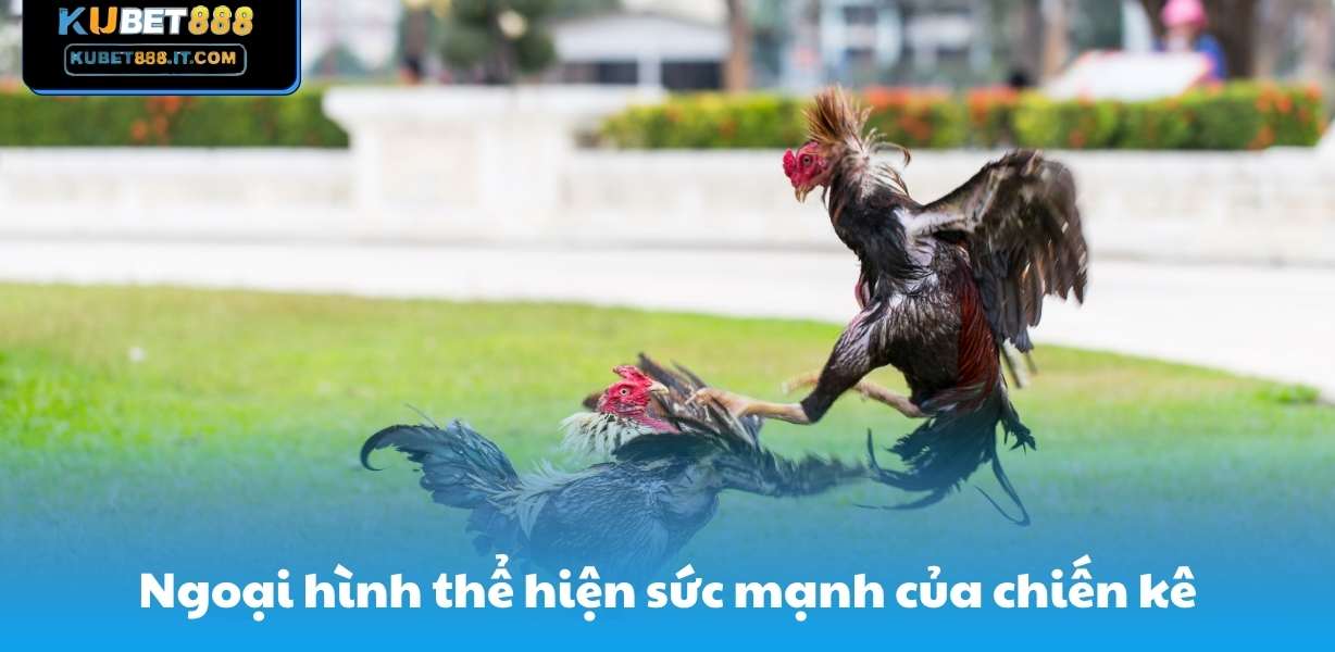 Ngoại hình thể hiện sức mạnh của chiến kê