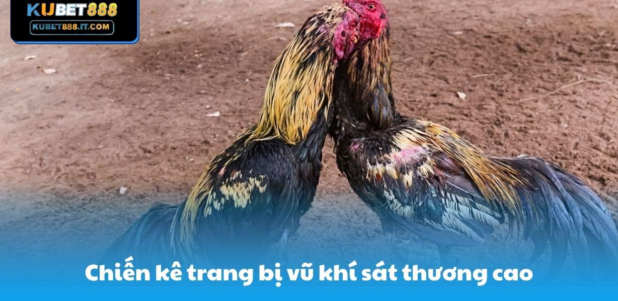 Chiến kê trang bị vũ khí sát thương cao