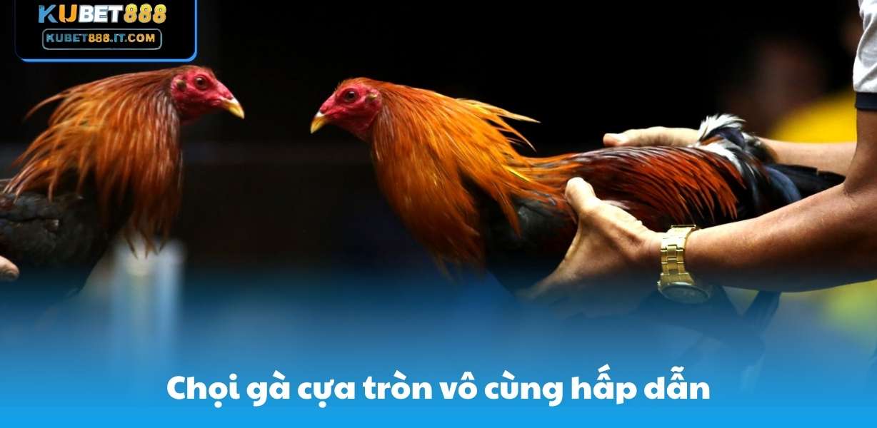 Chọi gà cựa tròn vô cùng hấp dẫn
