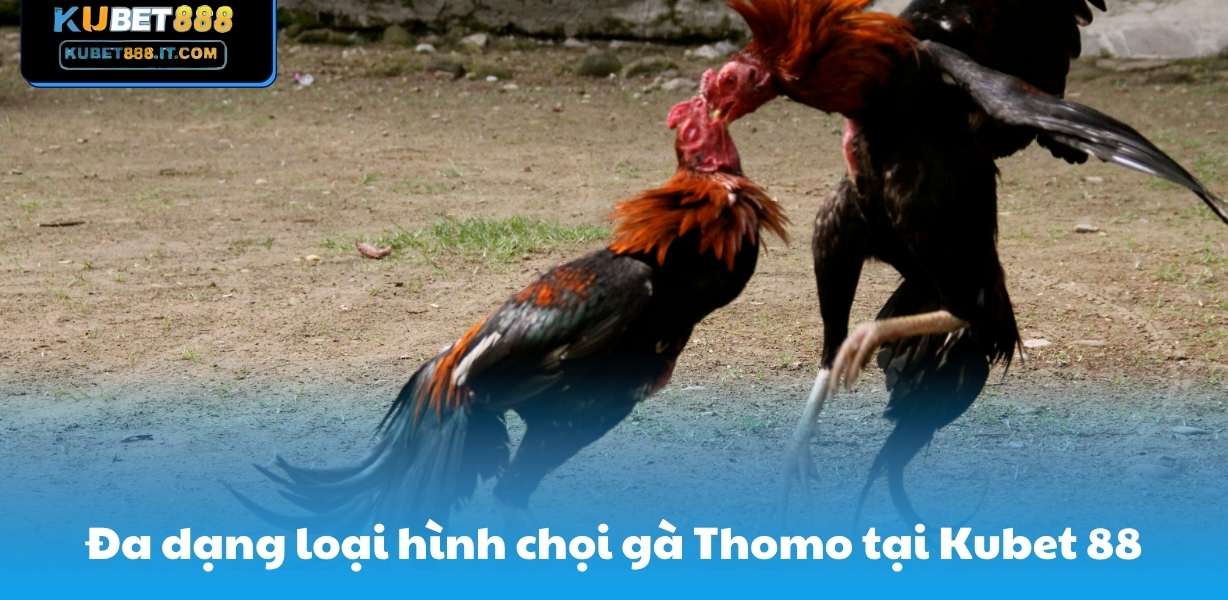 Đa dạng loại hình chọi gà Thomo tại Kubet 88