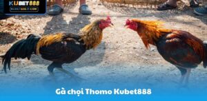 Kubet888